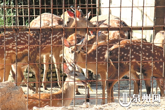 泉州野生动物世界快建好了 亲眼见熊猫孔雀不再是梦 泉州野生动物世界快建好了 亲眼见熊猫孔雀不再是梦