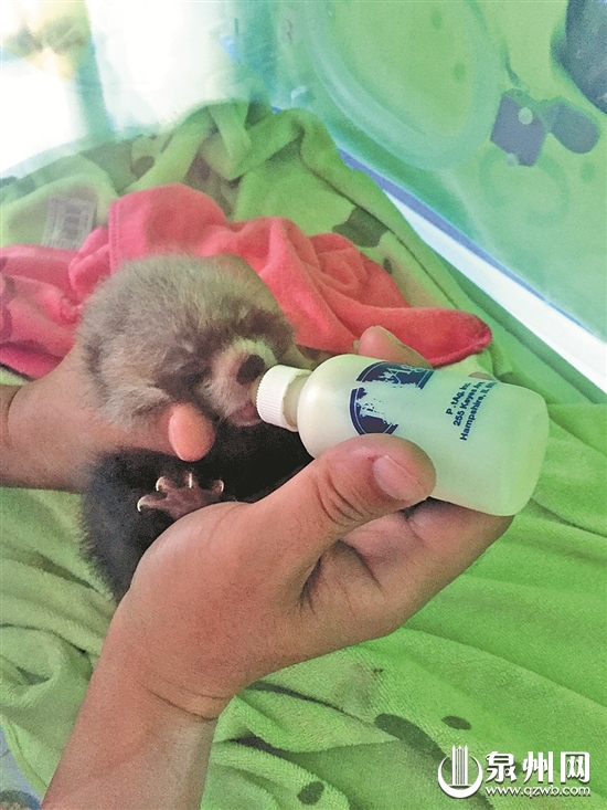 泉州野生动物世界快建好了 亲眼见熊猫孔雀不再是梦 泉州野生动物世界快建好了 亲眼见熊猫孔雀不再是梦