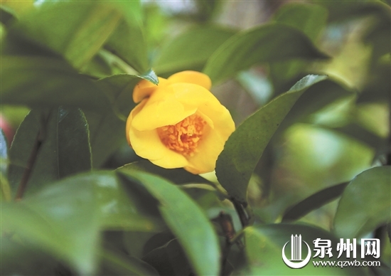“植物界大熊猫”入驻泉州植物园