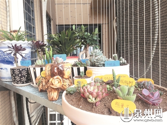 各式花盆种植的多肉装点家居生活