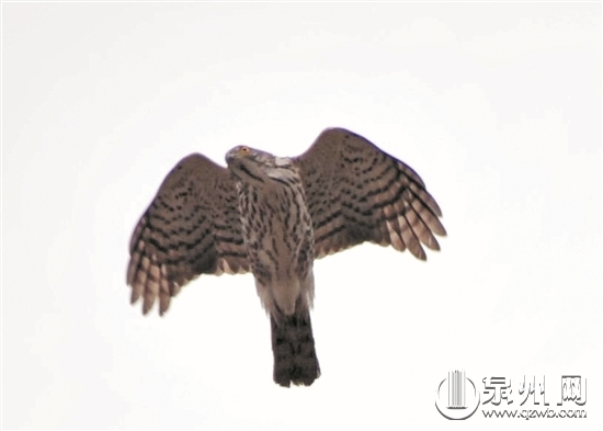 凤头鹰